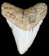Large, Megalodon Tooth - North Carolina #59021-1
